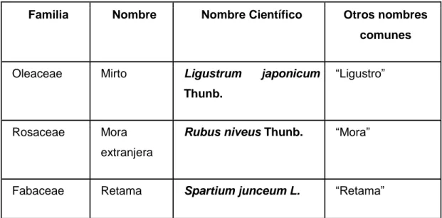 Tabla 12. Clasificación de arbustos introducidos en la comunidad de Quituiña. 