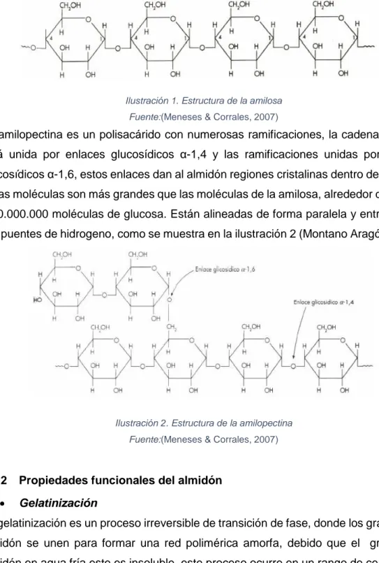 Ilustración 2. Estructura de la amilopectina  Fuente:(Meneses &amp; Corrales, 2007) 