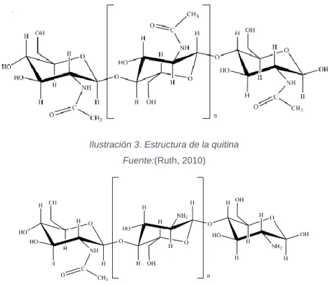 Ilustración 3. Estructura de la quitina   Fuente:(Ruth, 2010) 