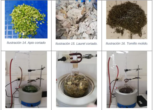 Tabla 6. Proceso y obtención de los aceites esenciales 