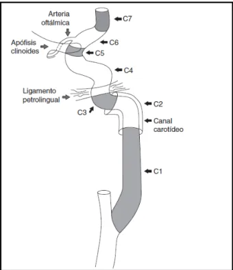 Figura  3.  Esquema  anatómico  de  la  arteria  carótida  interna  (ACI).  Tomado  de  Bouthillier et al