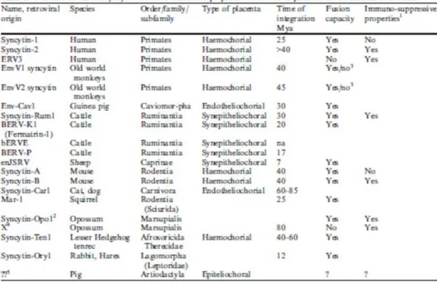 Tabla 2.Clasificación de las proteínas de la envoltura retroviral de tipo sincitina implicadas en la  placentación de mamíferos euterios (Denner, 2016)
