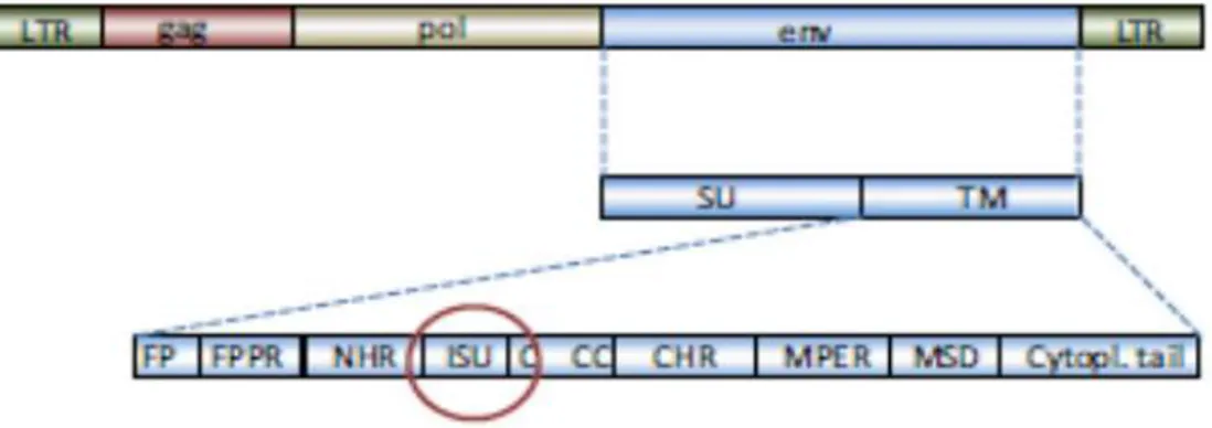 Figura  3.  Esquema  de  la  secuencia  del  retrovirus  integrado  (provirus).  LTR:  long  terminal  repeat; gag: antígeno específico de grupo, codificación de las proteínas del grupo; pol: gen de  la  polimerasa, codificación  para  la  transcriptasa  i