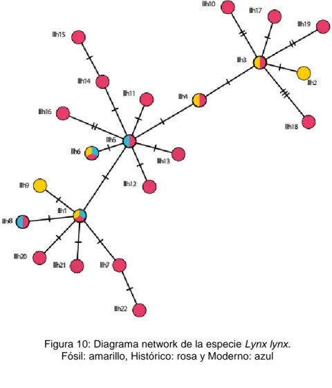 Figura 10: Diagrama network de la especie Lynx lynx.  
