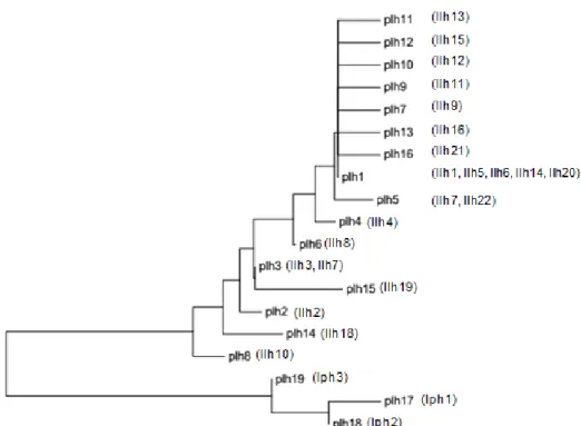 Figura 13: Árbol filogenético originado por la combinación de haplotipos de lince ibérico y lince  boreal