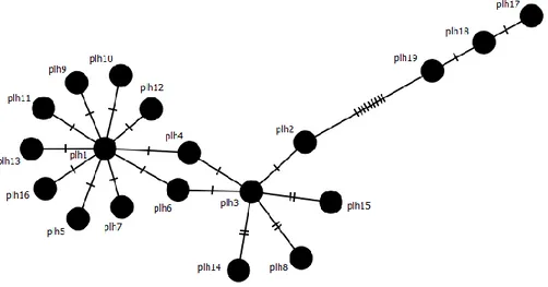 Figura 14: Diagrama network originado por la combinación de haplotipos de lince ibérico y lince  boreal