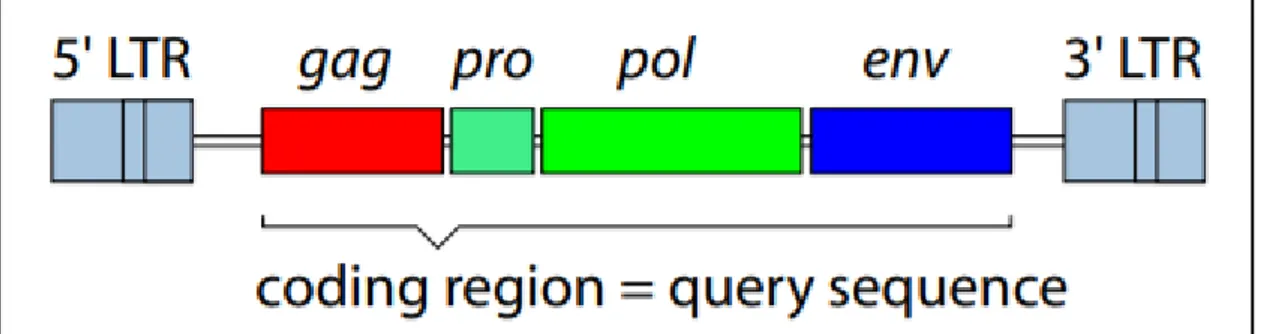 Ilustración 2: Organización simple de un retrovirus presente como provirus (DNA)  integrado en el genoma del hospedador (Villesen, Aagaard, Wiuf, &amp; Pedersen, 2004)