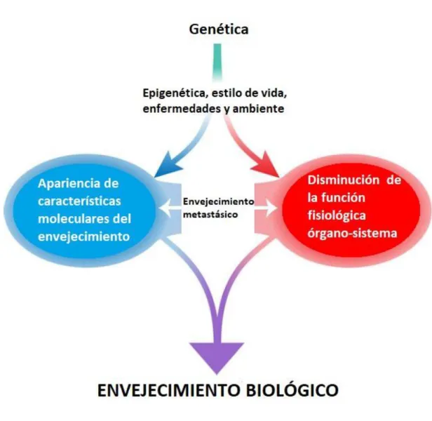 Figura 1. El envejecimiento es un proceso multifactorial influenciado por características  moleculares y el declive de la función fisiológica (8).