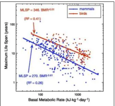 Figura  7.  Representación  gráfica  da  relación  inversa entre taxa metabólica basal e esperanza de  vida en aves e mamiferos (Hulbert et al