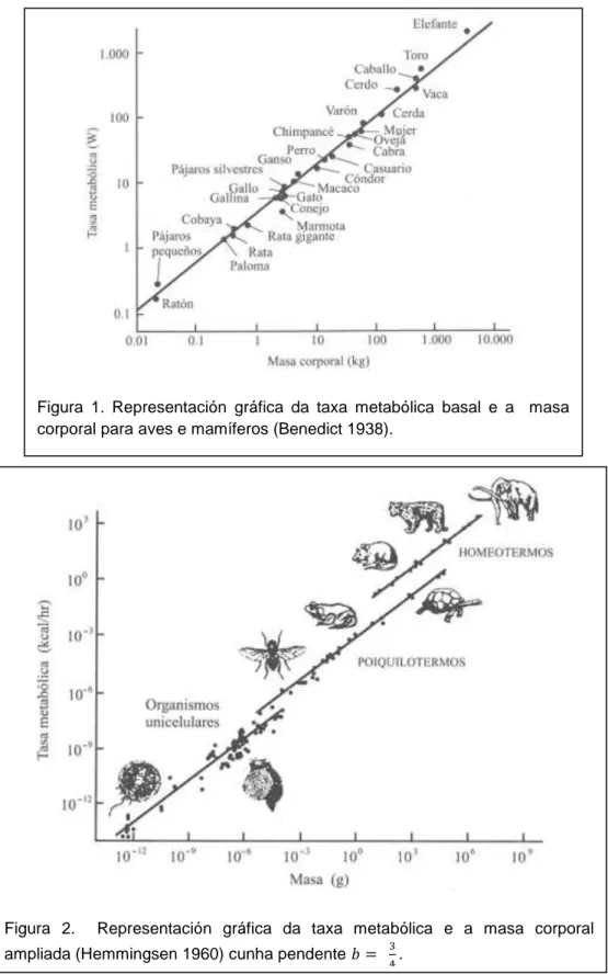 Figura  1.  Representación  gráfica  da  taxa  metabólica  basal  e  a    masa  corporal para aves e mamíferos (Benedict 1938)