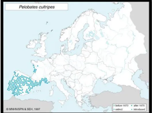 Figura 4. Distribución de Pelobates cultripes  en Europa (Lizana, 2007a). 