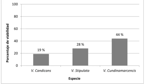 Figura 4. Porcentaje de viabilidad de cada especie de Vasconcellea, después de 24 horas de incubación  con trifenil tetrazolum chlorideal 1% (Tetrazolio)