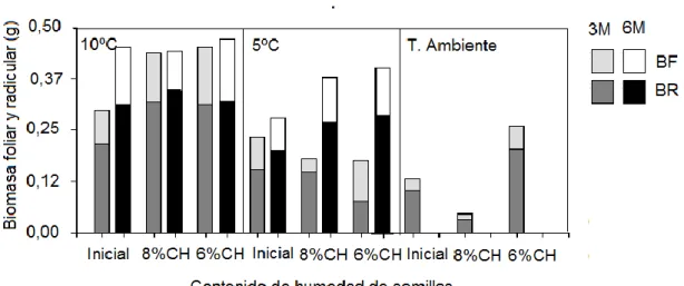 Figura 10 Biomasa radicular (BR) y biomasa foliar (BF) de plantas de Vallea stipularis provenientes de semillas  almacenadas  con  tres  niveles  de  contenido  de  humedad  (6%,  8%  e  inicial),  a  5ºC,  10ºC  y  temperatura  ambiente; 