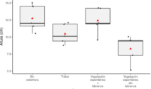 Figura 5. Altura del repollo de la lechuga 