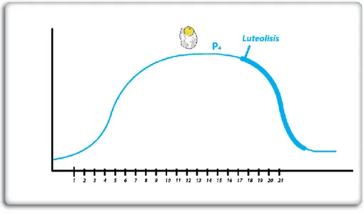 Figura  2.  Dinámica  de  la  Progesterona  durante  el  ciclo  estral  de  la  vaca  (Lenis  et  al,  2014)