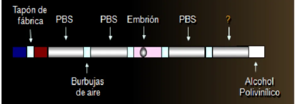 Figura 3. Envasado de los embriones para la congelación. 