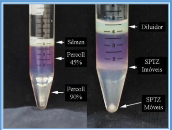Figura 9. Pasaje de semen a través de las columnas de Percoll. 