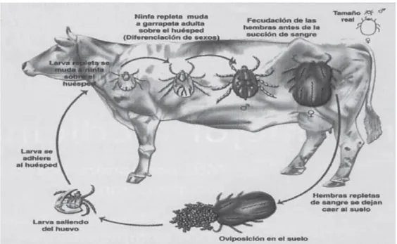 Figura 3: Ciclo de vida del genero Rhipicephalus microplus  Fuente: (León &amp; Hernandez, 2012) 