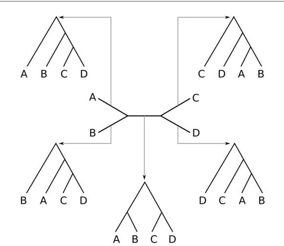 Figure 1.2: Graphic representation of an unrooted tree for 4 species (in the mid- mid-dle)