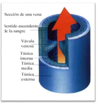 Fig 1. Estructura Venosa 
