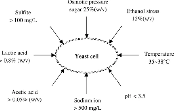 Ilustración 3. Tensiones ambientales que presenta la levadura S. Cerevisiae durante la  fermentación de etanol 
