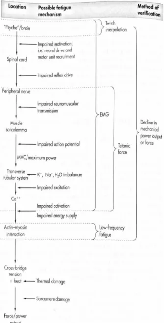Figure 4. Linear chain model of fatigue. (Williams and Ratel,  2009).