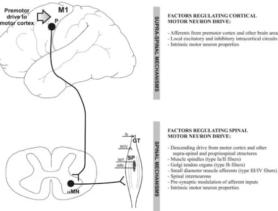 Figure 7. Schematic representation of the main spinal and supra-spinal mechanisms of regulation of motor neuron  drive