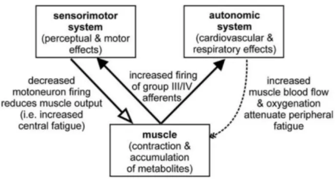 Figure  10.  Group  III/IV  function  and  sensory  modulation  (Taylor et al., 2016).