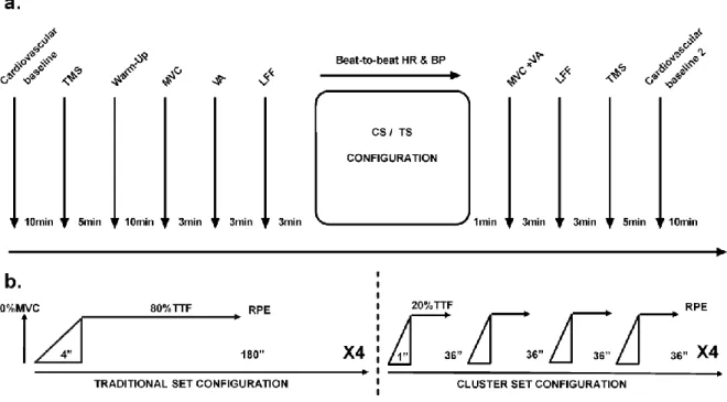 Figure  11  Schematic  representation  of  the  experimental  protocol.  (a)  time  line  of  measurements