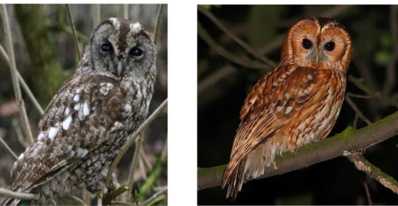 Figura 14: Ejemplares de Tyto alba guttata  (izquierda) y Tyto alba alba (derecha). Fuente: 