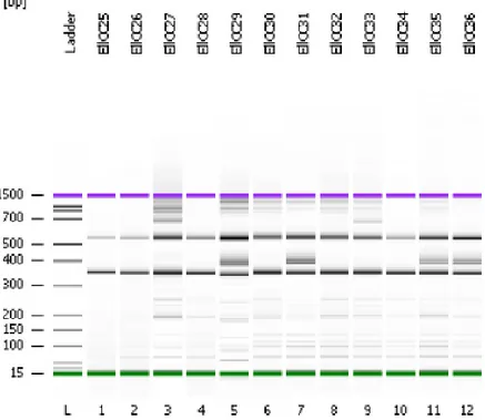 Figura 7. Productos de PCR de 12 individuos amplificados mediante el protocolo de  Ellegren &amp; Fridolfsson (1997) y revelados mediante Bioanalyzer
