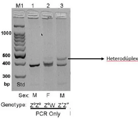 Figura 9. Resultado de la electroforesis realizada tras la amplificación del gen CHD1 (primers  P2/P8) a un macho (Z 0 Z 0 ), una hembra(Z 0 W) y un macho mutante (Z´Z´´) erróneamente sexado 
