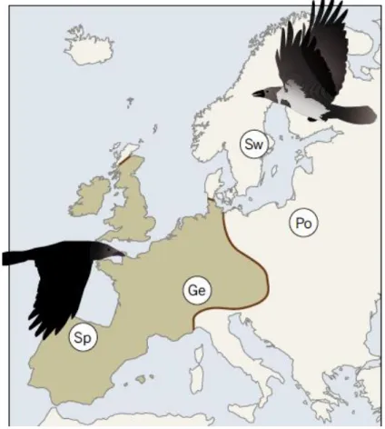 Figura 1. Distribución europea y fenotipos aproximados de las cornejas negra (izquierda) y  cenicienta (derecha)