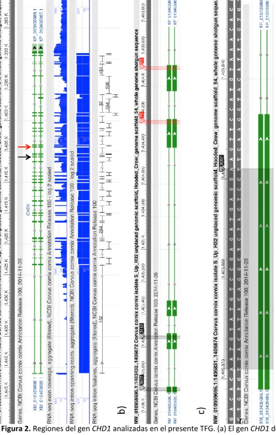 Figura 2. Regiones del gen CHD1 analizadas en el presente TFG. (a) El gen CHD1 de  Corvus cornix está compuesto por 36 exones (véase 