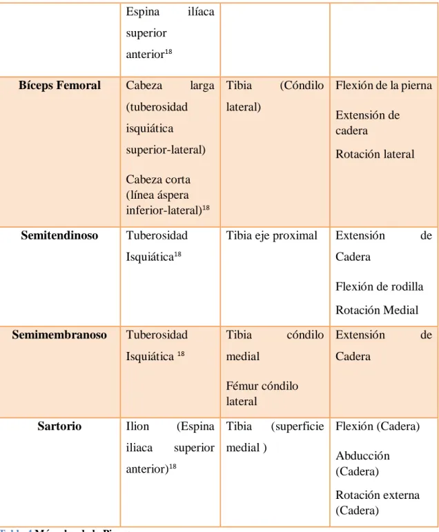 Tabla 4 Músculos de la Pierna 
