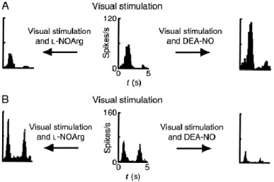 Fig.  5. Peri-stimulus  time  histograms  illustrating  the  range  of  activities  of  nitric  oxide  (NO)  and  related  compounds  in  cat  visual cortex.(A) Control visual response of a directionally selective complex cell (centre)