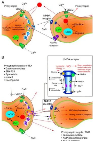 Fig.  1. Presynaptic  and  postsynaptic  locations  of  nitric-oxide  synthase  (NOS)  and  the  probable  routes  of  action  of  nitric  oxide (NO).(A) Postsynaptic location of NOS, showing possible presynaptic actions (red arrows)