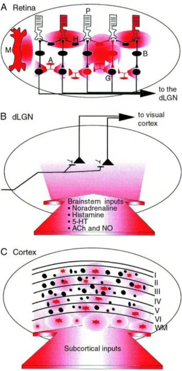 Fig. 2. Distribution of nitric-oxide synthase (NOS) containing cells and NOS positive fibres in the visual system