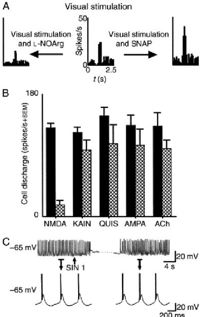 Fig. 3. Summary of the actions of the nitric-oxide system in the feline dorsal lateral geniculate nucleus (dLGN).(A) Control  visual responses to small spot of light centred over the receptive field centre (centre)