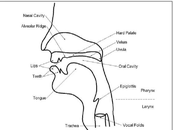 Figure 1. The Organs of Speech. This figure illustrates the   location of the speech organs