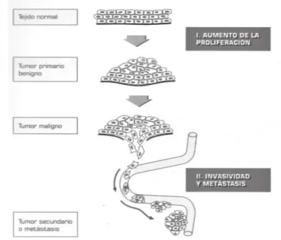 Figura 3. Procesos fundamentales en la formación del cáncer 