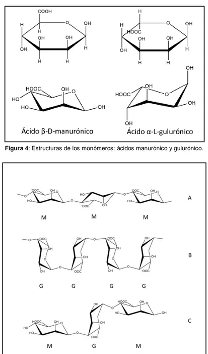 Figura 5: Diferentes bloques presentes en la estructura del alginato;  