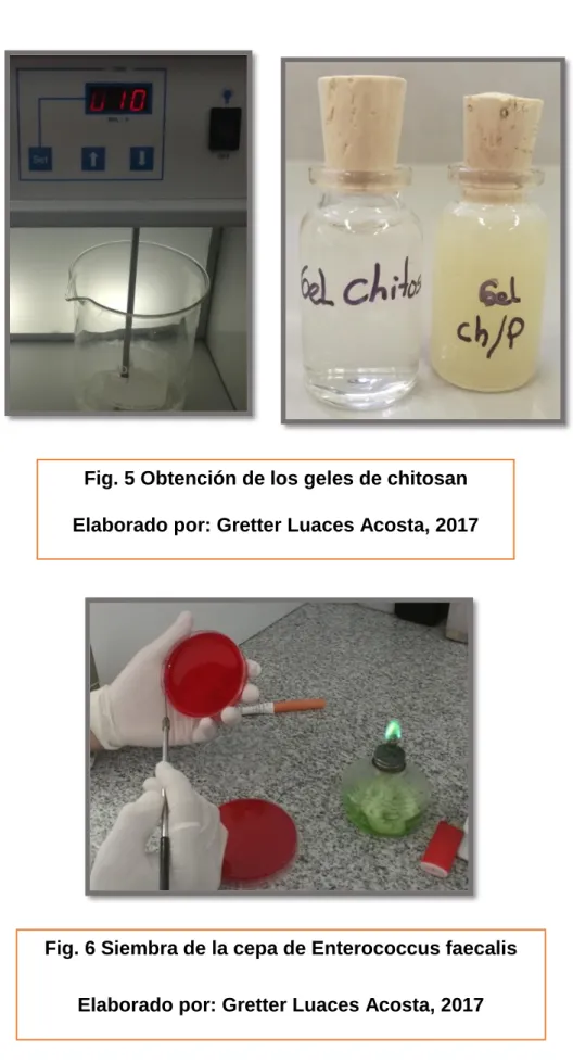 Fig. 6 Siembra de la cepa de Enterococcus faecalis  Elaborado por: Gretter Luaces Acosta, 2017 