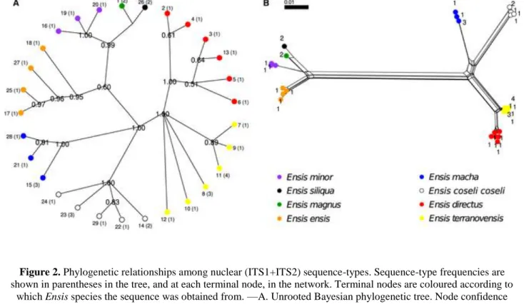 Figure 2. Phylogenetic relationships among nuclear (ITS1+ITS2) sequence-types. Sequence-type frequencies are  shown in parentheses in the tree, and at each terminal node, in the network