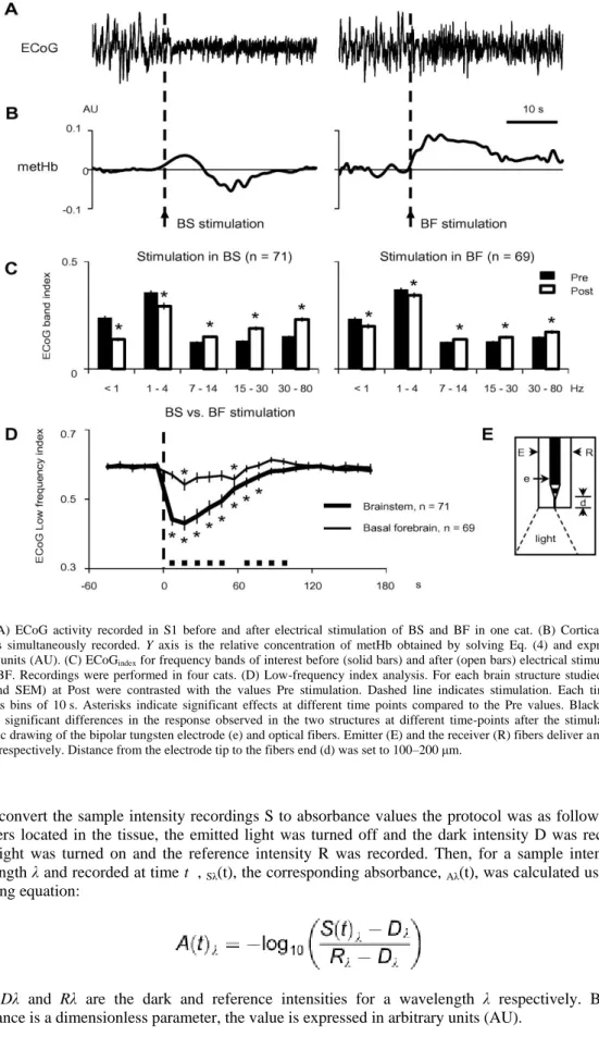 Fig.  2. (A)  ECoG  activity  recorded  in  S1  before  and  after  electrical  stimulation  of  BS  and  BF  in  one  cat