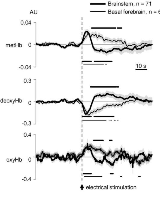 Fig. 3. BS and BF stimulation-induced responses at S1 on the three studied markers. Dots under curves show significant changes at  different  time-points  after  BS  (thick  dots)  and  BF  (thin  dots)  stimulation  compared  to  the  average  response  6