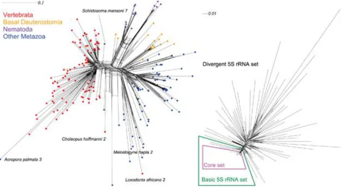 Figure 2. Evolutionary relationships among 5S rRNA. Left: orthologous 5S rRNAs consensus sequences of the 253 5S  rRNA blocks (see Table 1)
