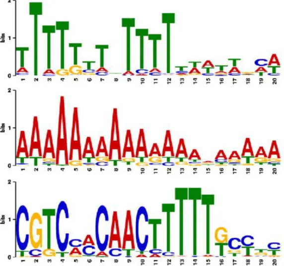 Figure 4. Terminator pattern detected within the 30 nt downstream of 5S rRNA candidates, using MEME