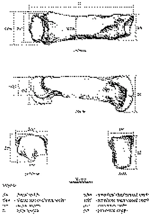 Figure 1. Measurements taken from metapo- metapo-dials. Graphics: from TORRES (1988), altered.