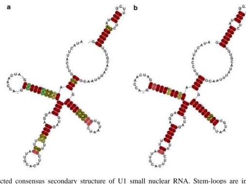 Figure  3.  Predicted  consensus  secondary  structure  of  U1  small  nuclear  RNA.  Stem-loops  are  indicated  by  Roman  numerals,  following  Lo  and  Mount  (1990)